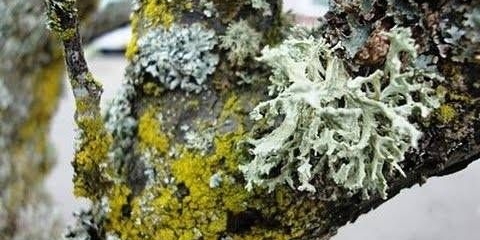 Borba protiv mahovine i lišajeva na voćkama